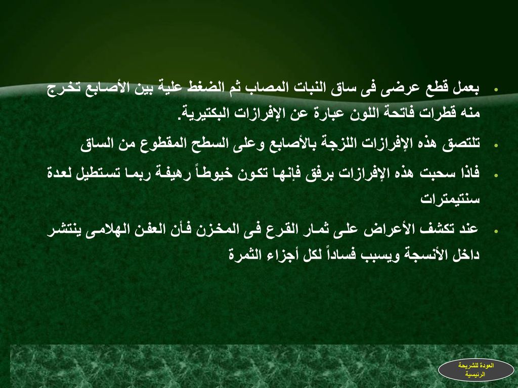 تلتصق هذه الإفرازات اللزجة بالأصابع وعلى السطح المقطوع من الساق