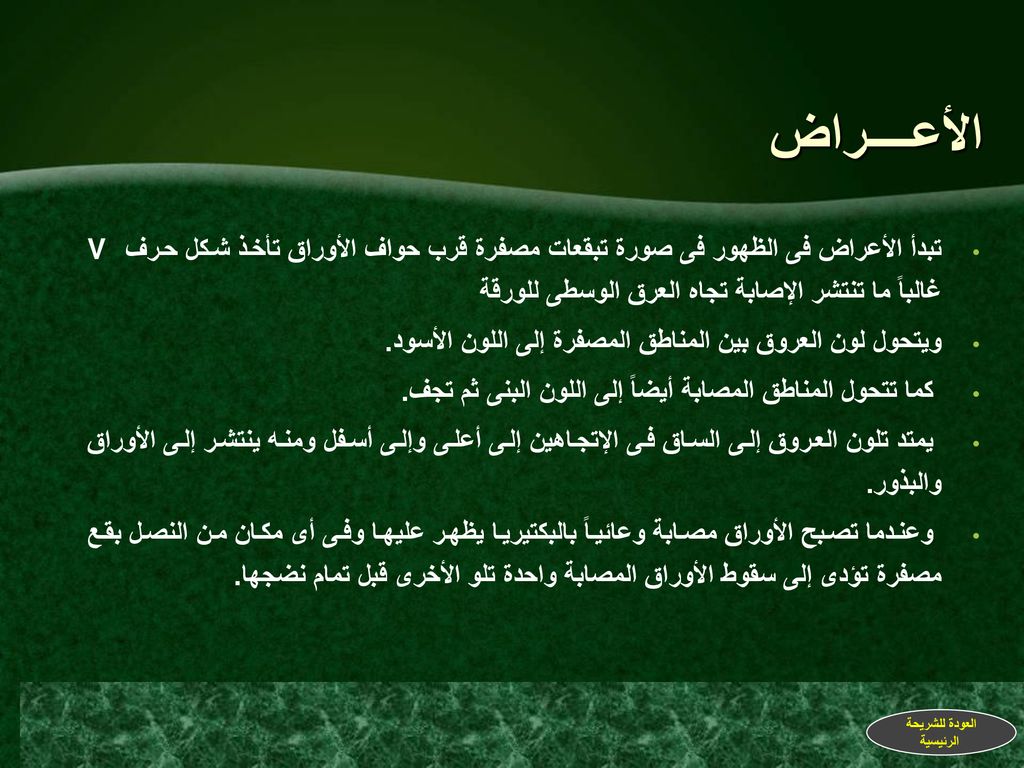 الأعــــراض تبدأ الأعراض فى الظهور فى صورة تبقعات مصفرة قرب حواف الأوراق تأخذ شكل حرف V غالباً ما تنتشر الإصابة تجاه العرق الوسطى للورقة.