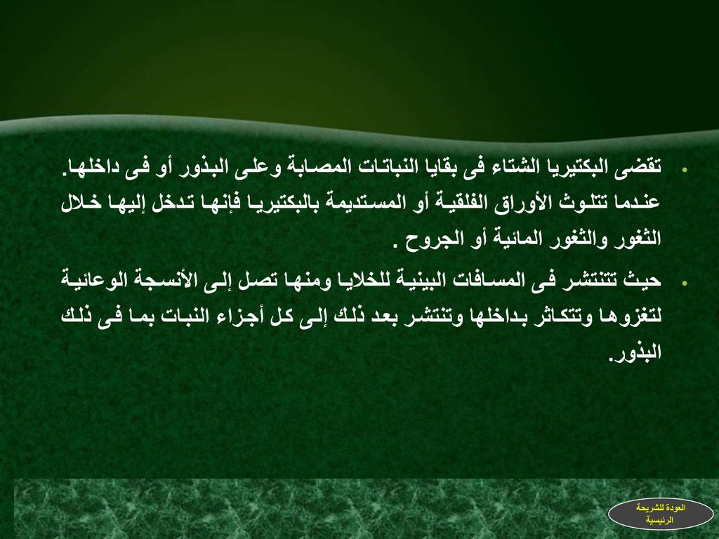 تقضى البكتيريا الشتاء فى بقايا النباتات المصابة وعلى البذور أو فى داخلها. عندما تتلوث الأوراق الفلقية أو المستديمة بالبكتيريا فإنها تدخل إليها خلال الثغور والثغور المائية أو الجروح .