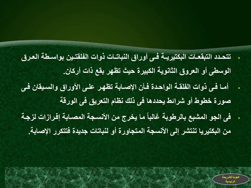 تتحدد التبقعات البكتيرية فى أوراق النباتات ذوات الفلقتين بواسطة العرق الوسطى أو العروق الثانوية الكبيرة حيث تظهر بقع ذات أركان.