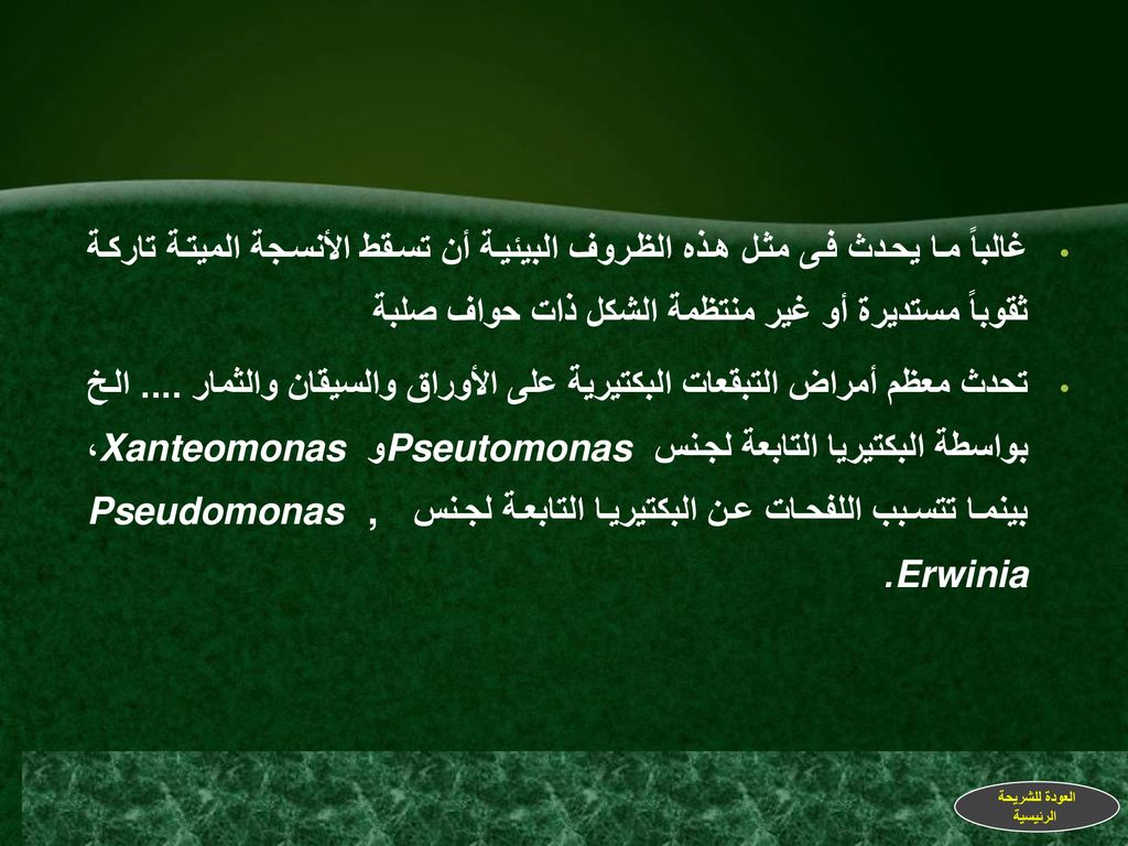 غالباً ما يحدث فى مثل هذه الظروف البيئية أن تسقط الأنسجة الميتة تاركة ثقوباً مستديرة أو غير منتظمة الشكل ذات حواف صلبة