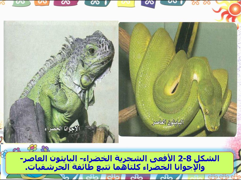 الشكل 2-8 الأفعى الشجرية الخضراء- البايثون العاصر- والإجوانا الخضراء كلتاهما تتبع طائفة الحرشفيات.