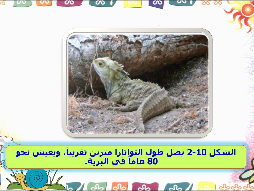 الشكل 2-10 يصل طول التواتارا مترين تقريباً، ويعيش نحو 80 عاماً في البرية.
