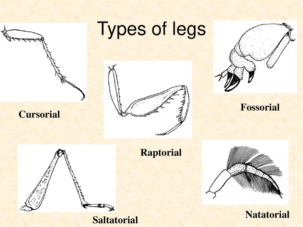 Types of legs Fossorial Cursorial Raptorial Natatorial Saltatorial