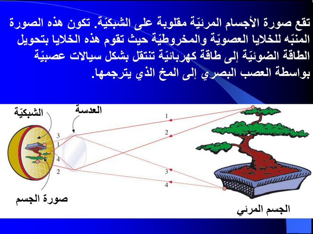 اي مما يلي يستطيع تحويل الطاقه الضوئيه الى طاقه كهربائيه