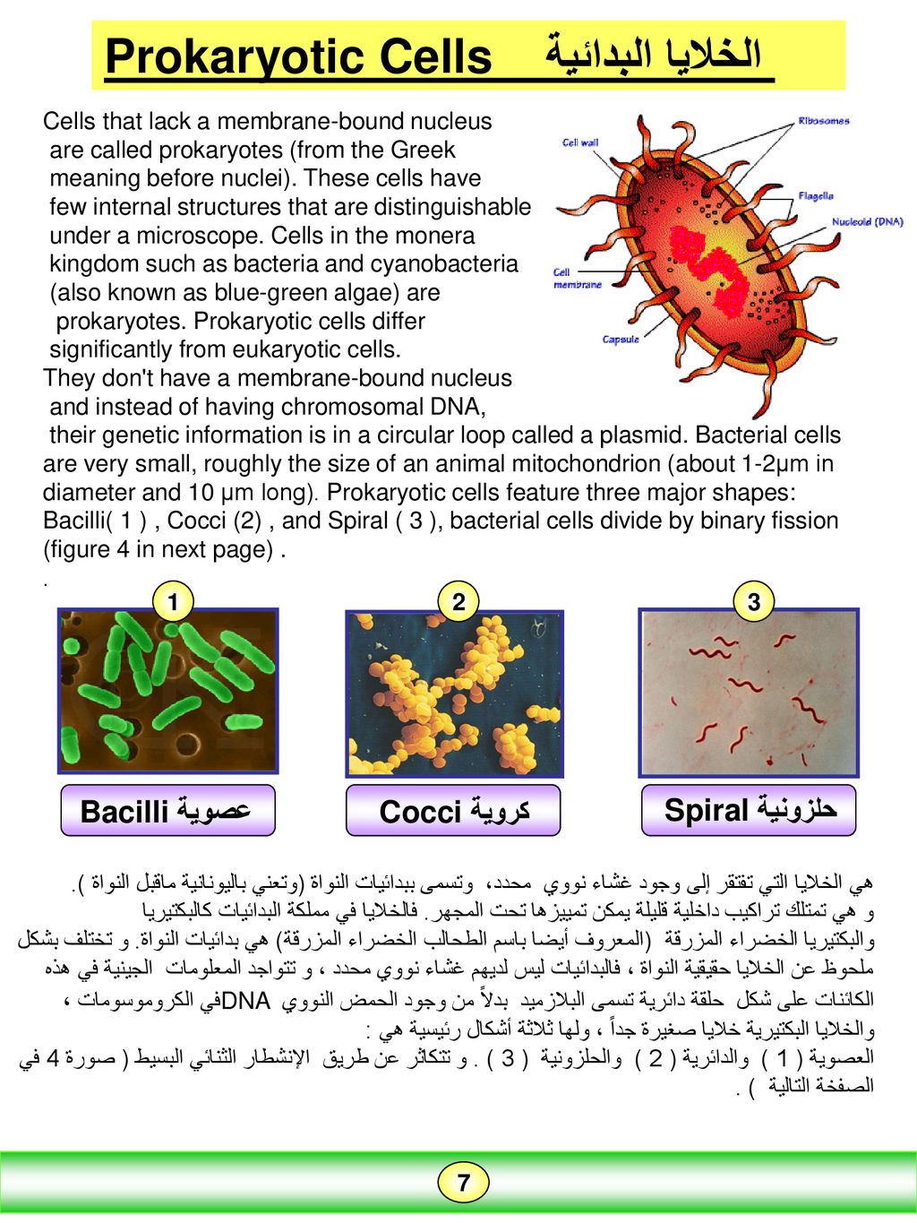 اي النباتات التاليه تتكاثر عن طريق السيقان الجاريه