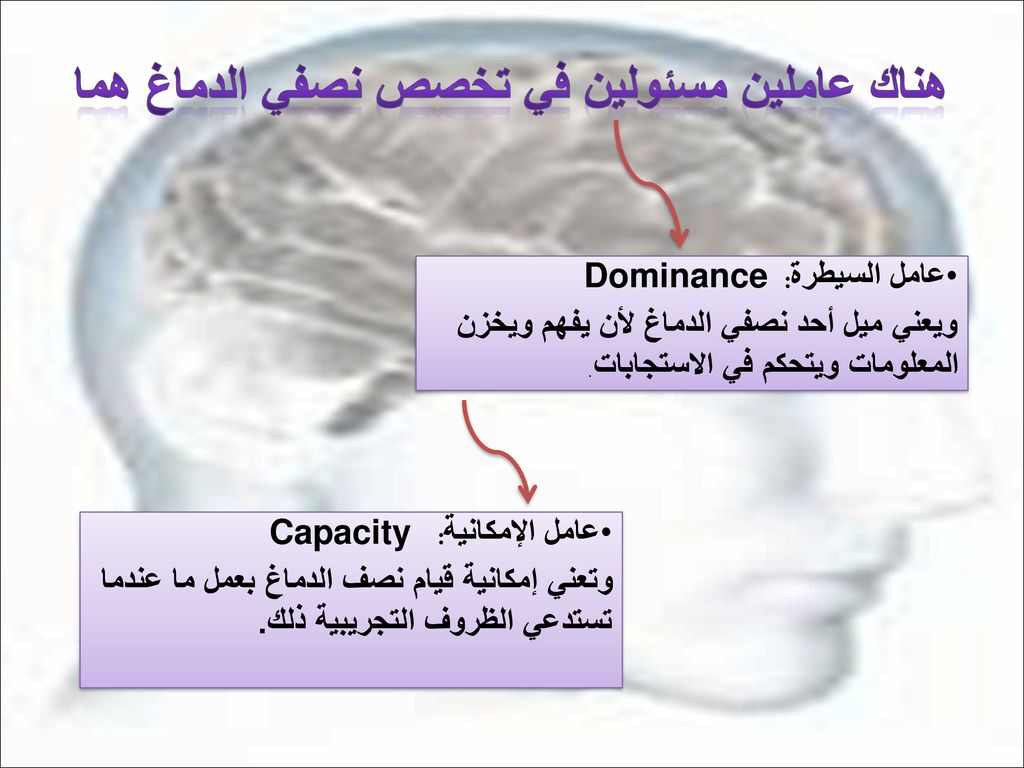 بين الدماغ الفرق نصفي ما الفرق