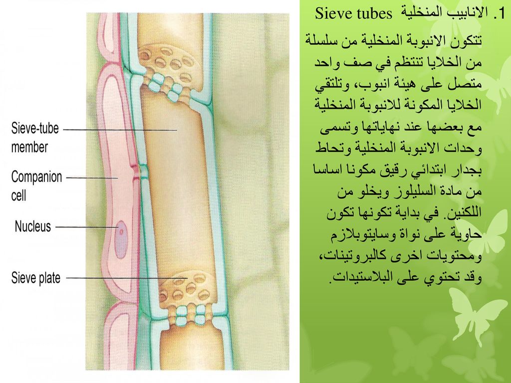 الانابيب المنخلية Sieve tubes