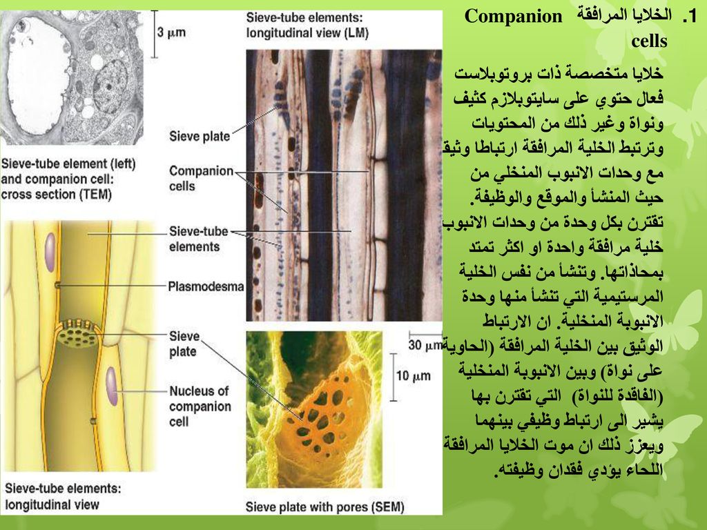 الخلايا المرافقة Companion cells