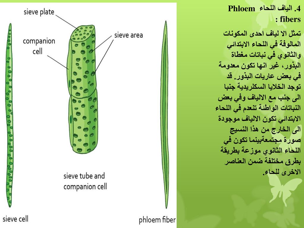 4. الياف اللحاء Phloem fibers :
