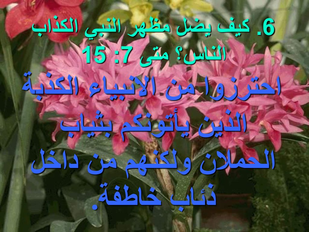 6. كيف يضل مظهر النبي الكذاب الناس؟ متى 7: 15