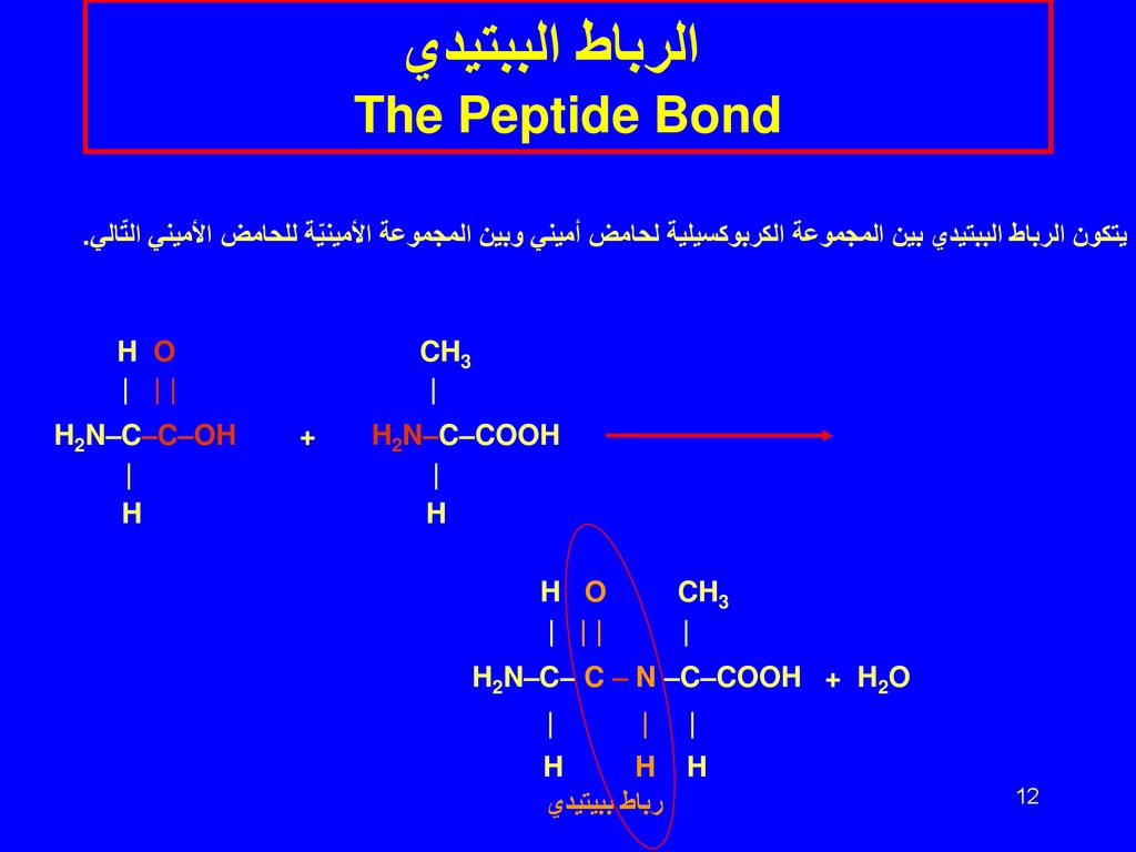 الرباط الببتيدي The Peptide Bond