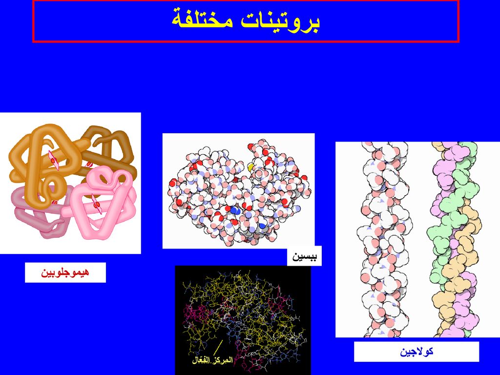 بروتينات مختلفة ببسين هيموجلوبين كولاجين المركز الفعّال
