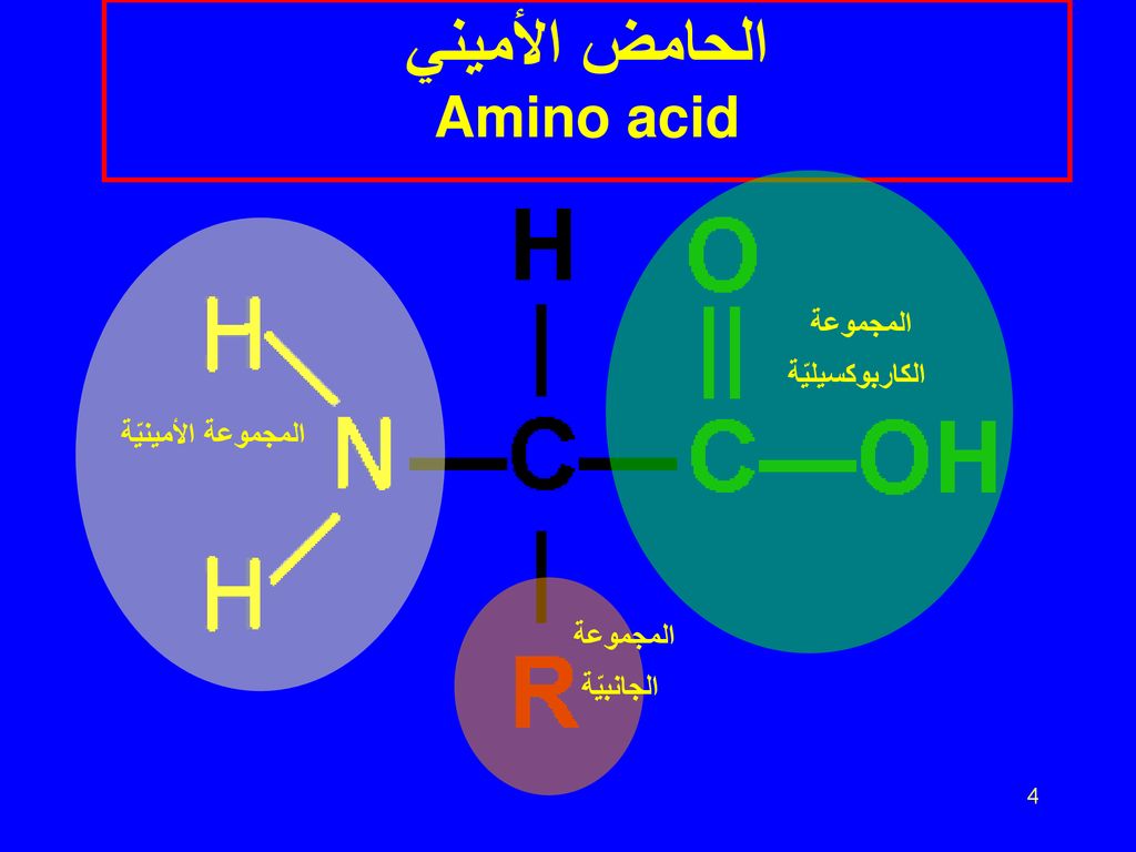 الحامض الأميني Amino acid