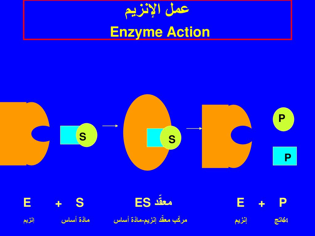 عمل الإنزيم Enzyme Action