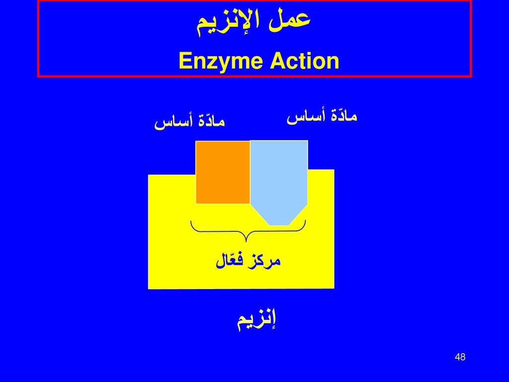 عمل الإنزيم Enzyme Action