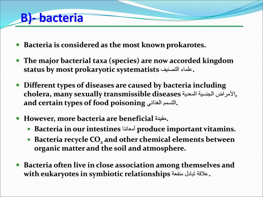 B)- bacteria Bacteria is considered as the most known prokarotes.