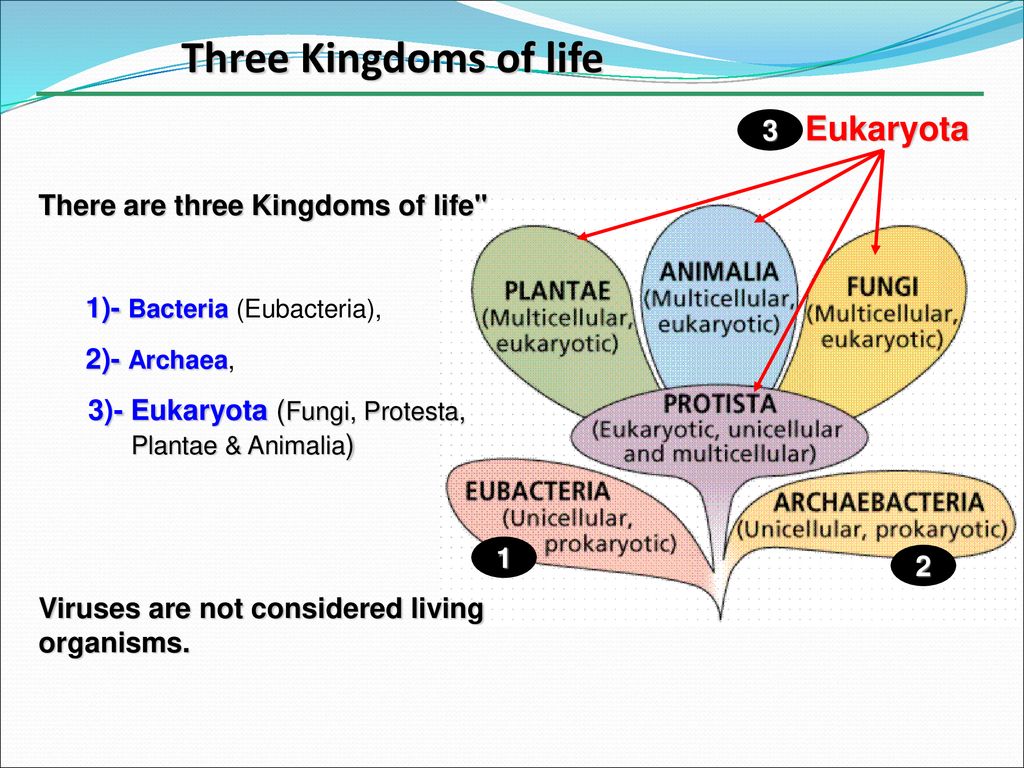 Three Kingdoms of life Eukaryota 3 There are three Kingdoms of life