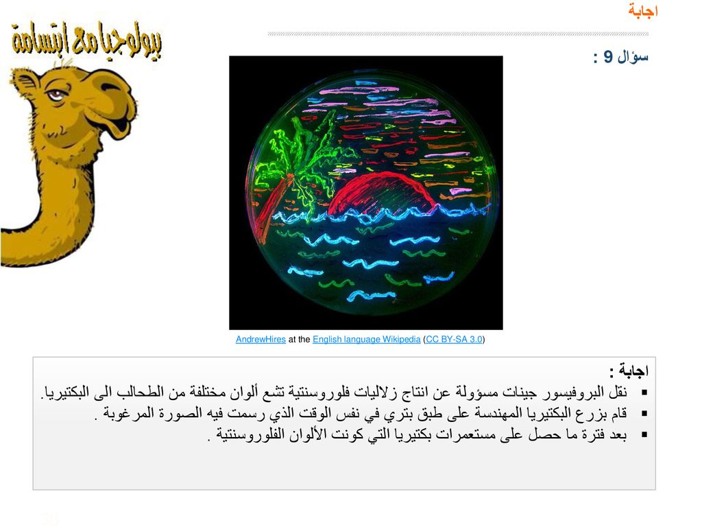 بعد فترة ما حصل على مستعمرات بكتيريا التي كونت الألوان الفلوروسنتية .