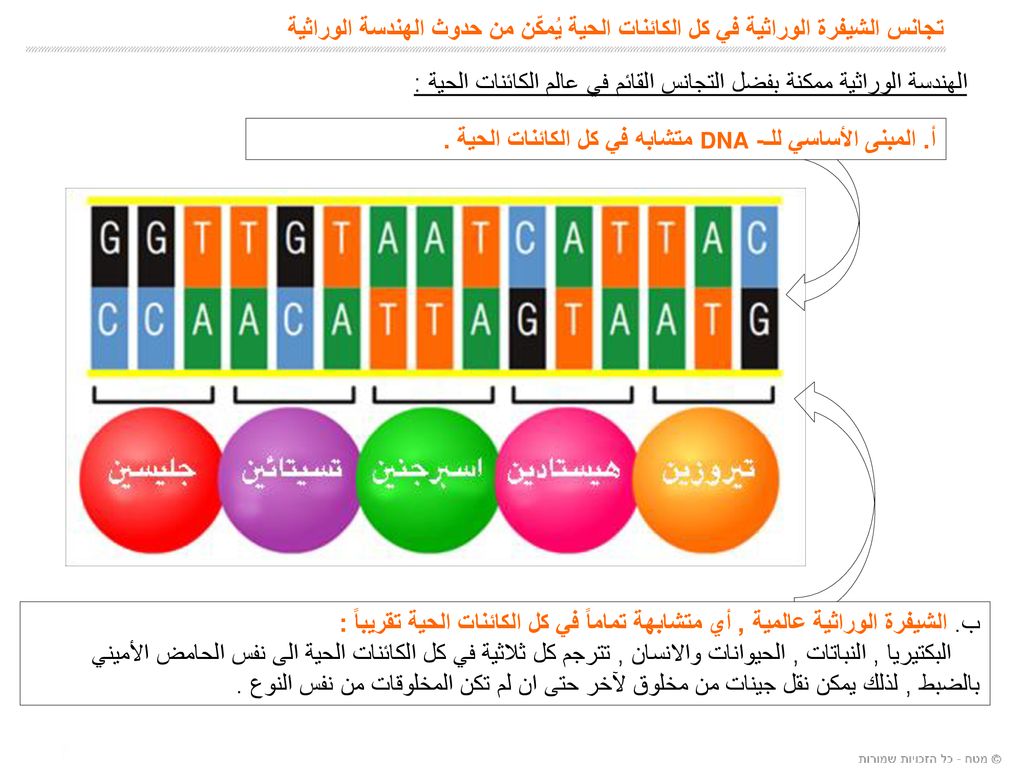 تجانس الشيفرة الوراثية في كل الكائنات الحية يُمكّن من حدوث الهندسة الوراثية