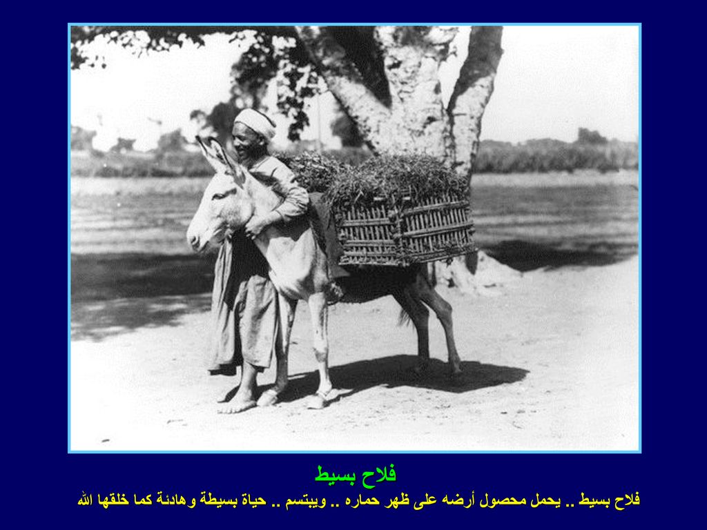 فلاح بسيط فلاح بسيط .. يحمل محصول أرضه على ظهر حماره .. ويبتسم .. حياة بسيطة وهادئة كما خلقها الله