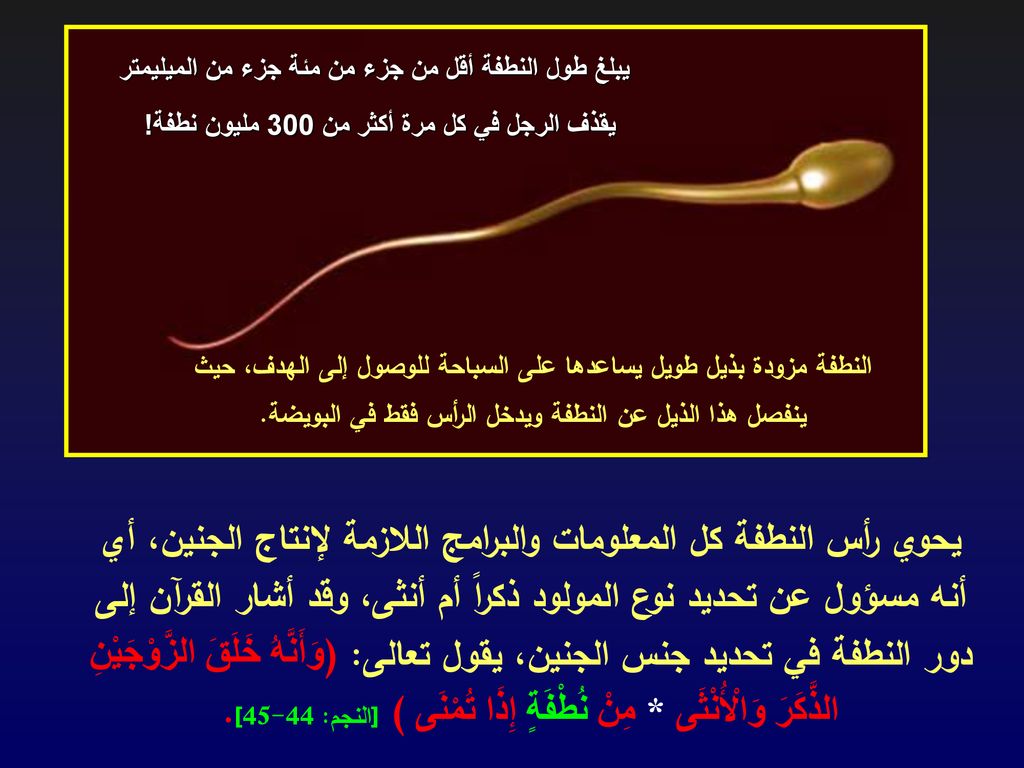 يبلغ طول النطفة أقل من جزء من مئة جزء من الميليمتر
