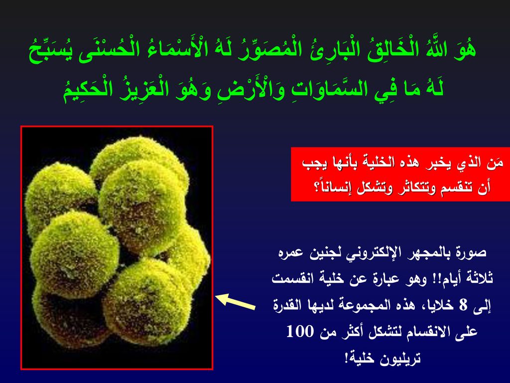 مَن الذي يخبر هذه الخلية بأنها يجب أن تنقسم وتتكاثر وتشكل إنساناً؟