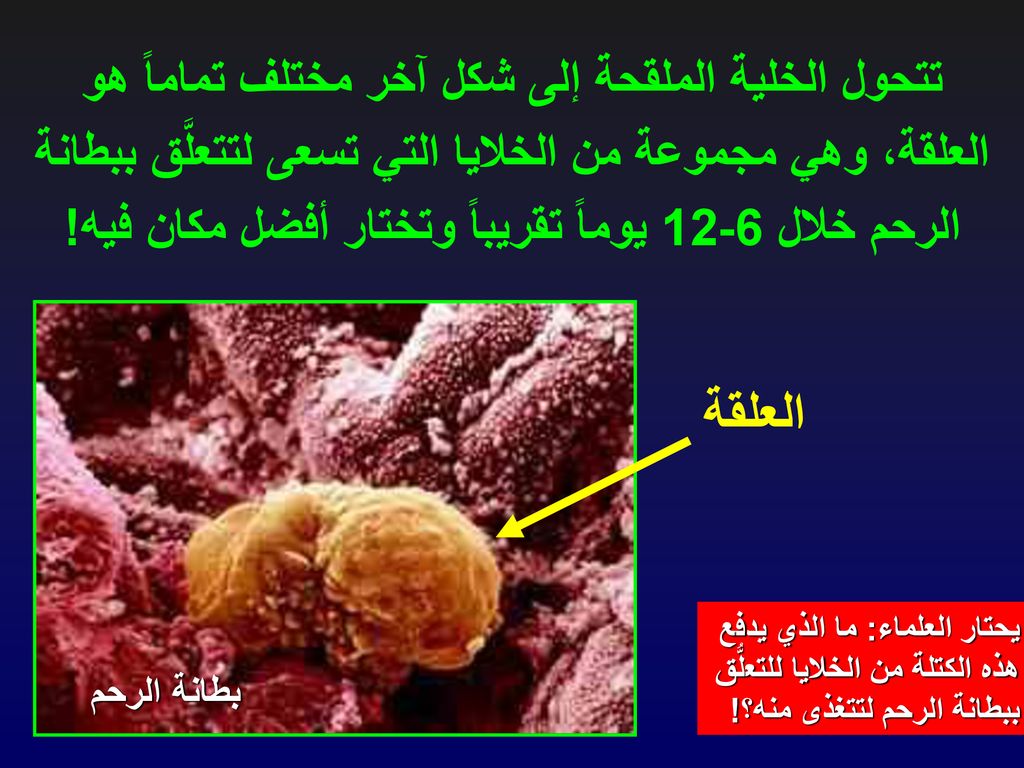 تتحول الخلية الملقحة إلى شكل آخر مختلف تماماً هو العلقة، وهي مجموعة من الخلايا التي تسعى لتتعلَّق ببطانة الرحم خلال 6-12 يوماً تقريباً وتختار أفضل مكان فيه!