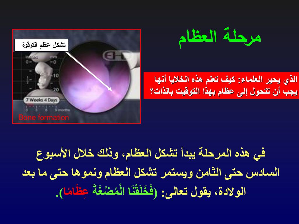 مرحلة العظام تشكل عظم الترقوة. الذي يحير العلماء: كيف تعلم هذه الخلايا أنها يجب أن تتحول إلى عظام بهذا التوقيت بالذات؟