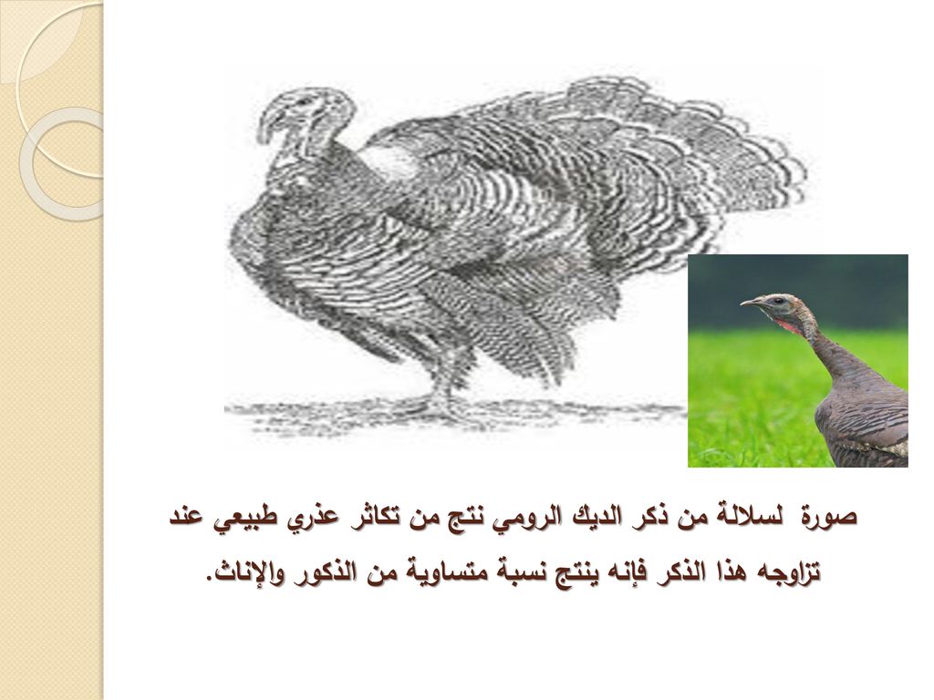 صورة لسلالة من ذكر الديك الرومي نتج من تكاثر عذري طبيعي عند تزاوجه هذا الذكر فإنه ينتج نسبة متساوية من الذكور والإناث.