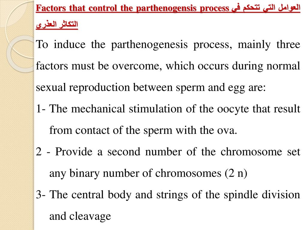3- The central body and strings of the spindle division and cleavage
