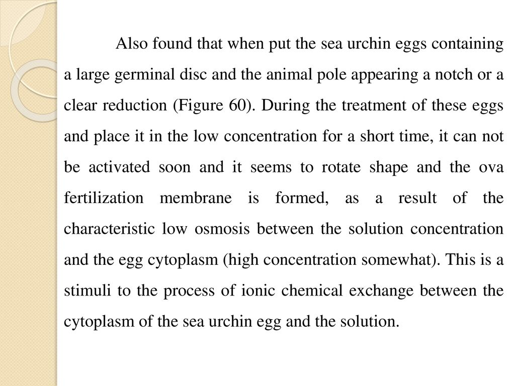 Also found that when put the sea urchin eggs containing a large germinal disc and the animal pole appearing a notch or a clear reduction (Figure 60).