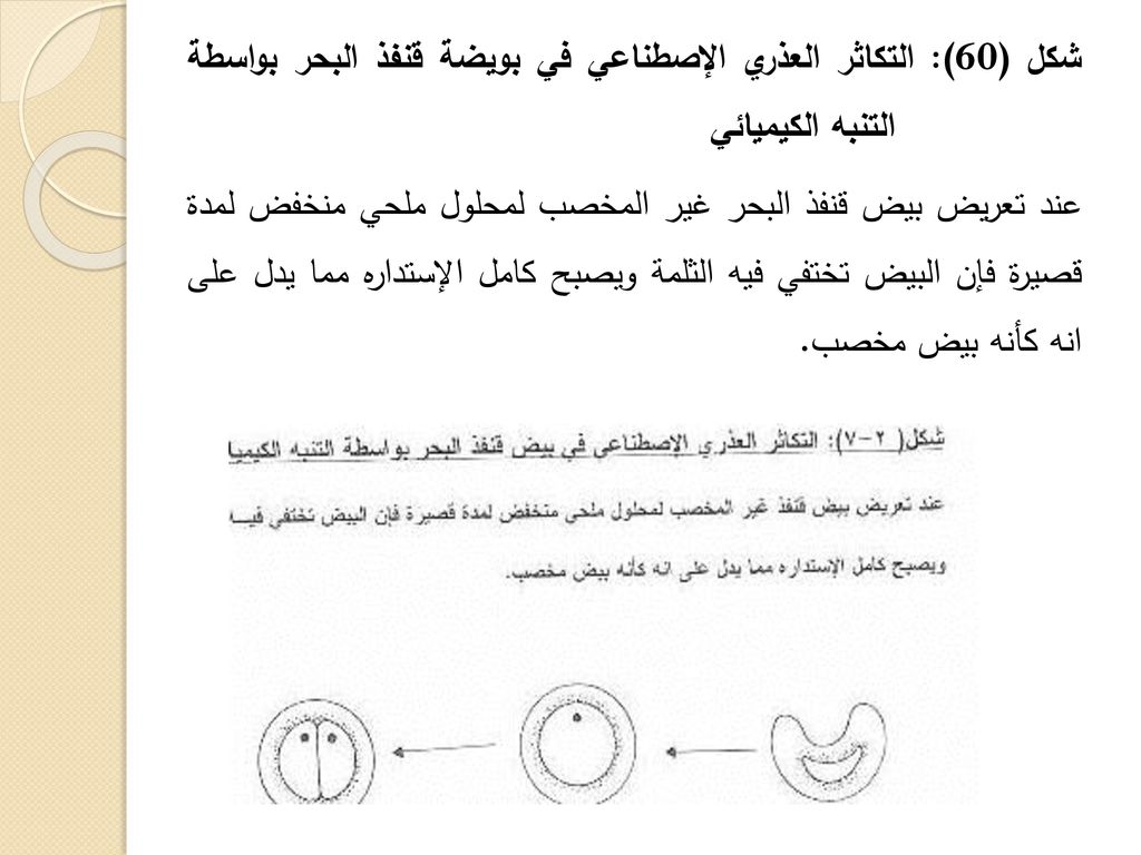 شكل (60): التكاثر العذري الإصطناعي في بويضة قنفذ البحر بواسطة التنبه الكيميائي عند تعريض بيض قنفذ البحر غير المخصب لمحلول ملحي منخفض لمدة قصيرة فإن البيض تختفي فيه الثلمة ويصبح كامل الإستداره مما يدل على انه كأنه بيض مخصب.