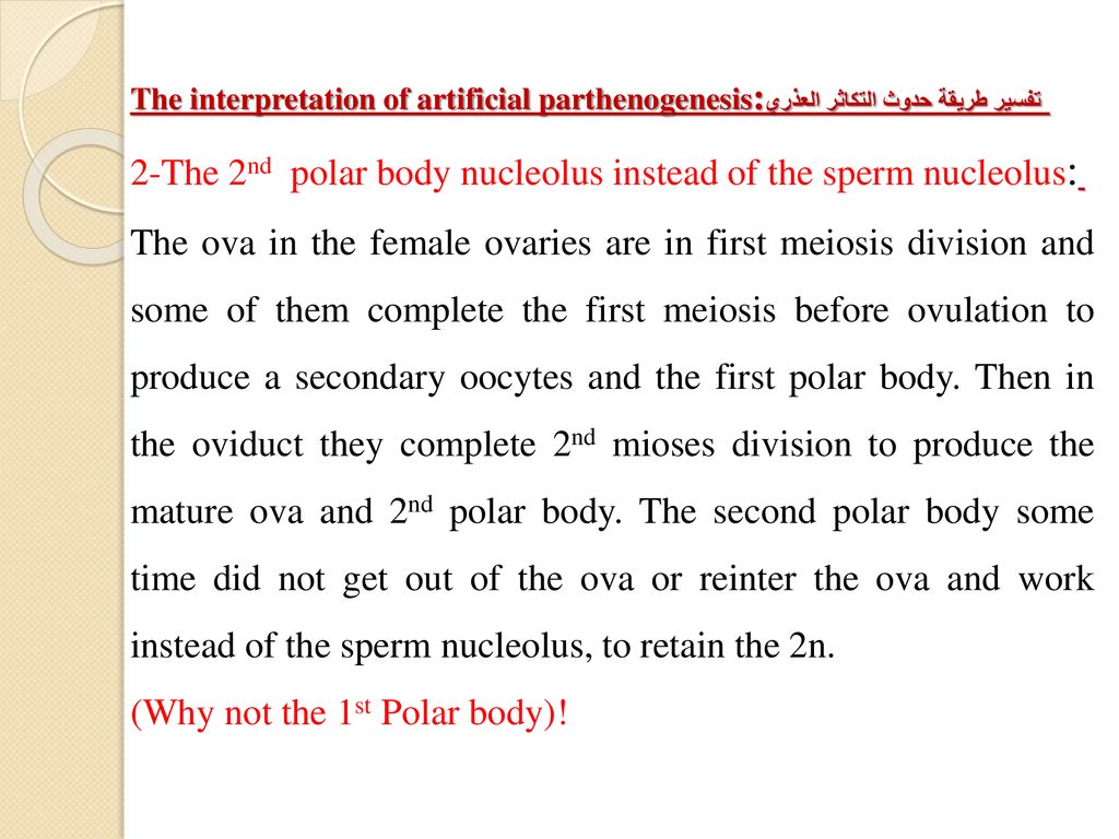 2-The 2nd polar body nucleolus instead of the sperm nucleolus: