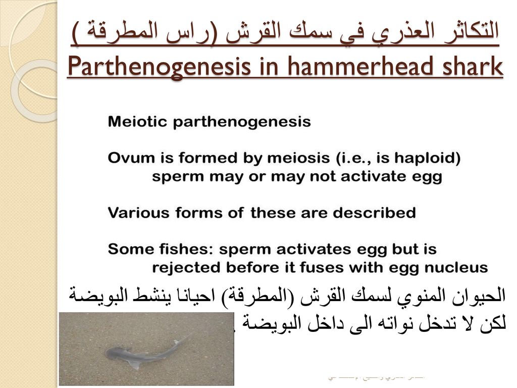 التكاثر العذري في سمك القرش (راس المطرقة ) Parthenogenesis in hammerhead shark
