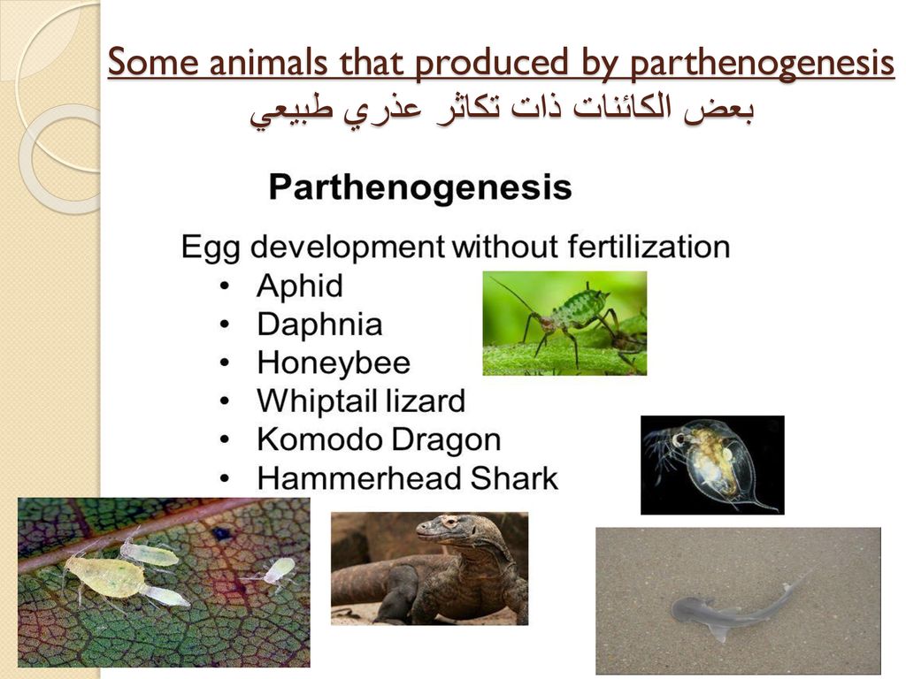 Some animals that produced by parthenogenesis بعض الكائنات ذات تكاثر عذري طبيعي