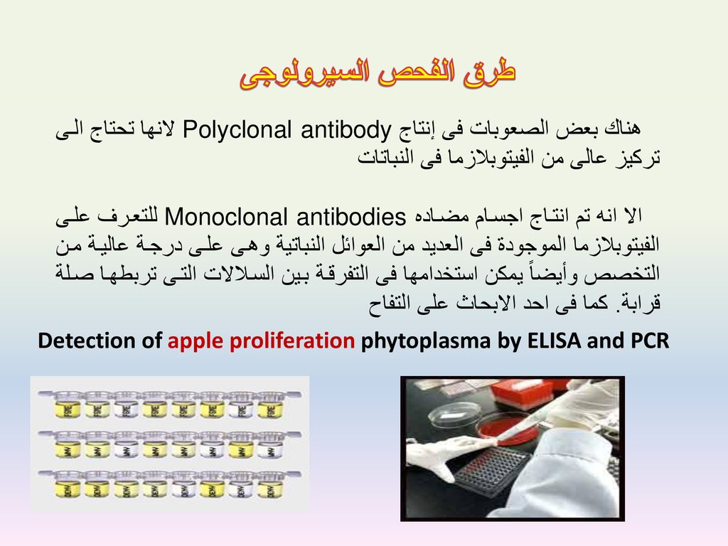 طرق الفحص السيرولوجى هناك بعض الصعوبات فى إنتاج Polyclonal antibody لانها تحتاج الى تركيز عالى من الفيتوبلازما فى النباتات.