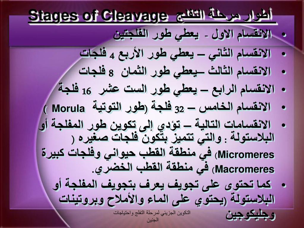 أطوار مرحلة التفلج Stages of Cleavage