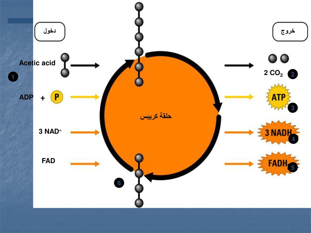 دخول خروج Acetic acid 2 CO2 2 1 ADP 3 حلقة كريبس 3 NAD 4 FAD 5 6