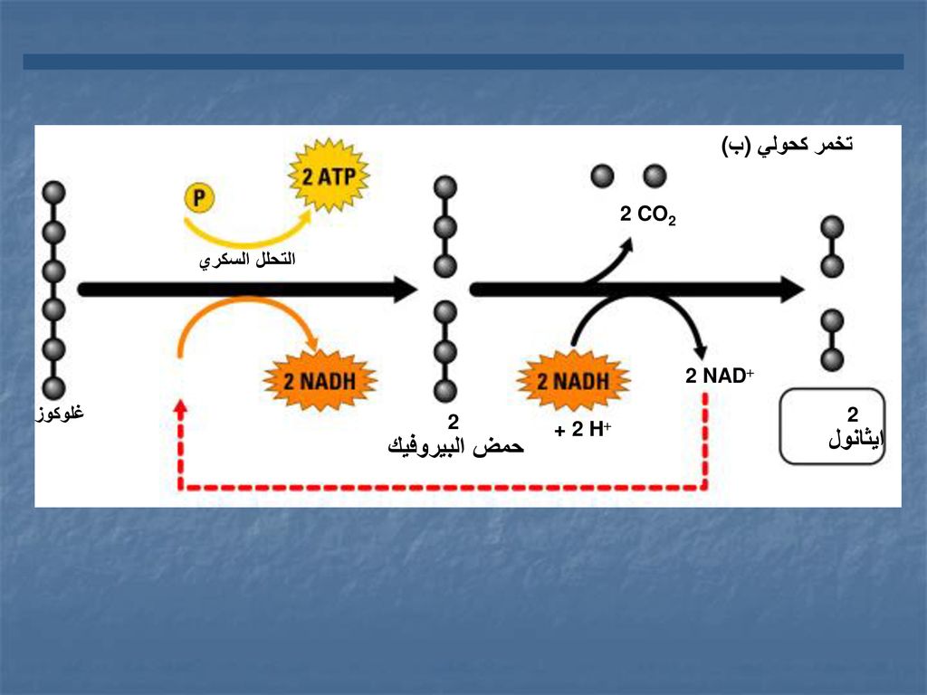 ايثانول (ب) تخمر كحولي 2 ADP+ 2 2 CO2 2 ATP التحلل السكري 2 NAD