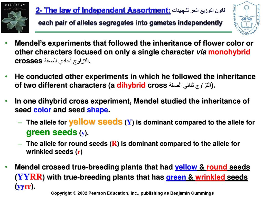 2- The law of Independent Assortment: قانون التوزيع الحر للـﭽـينات each pair of alleles segregates into gametes independently
