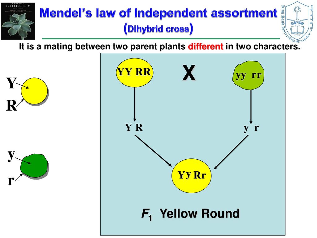 Mendel’s law of Independent assortment (Dihybrid cross)