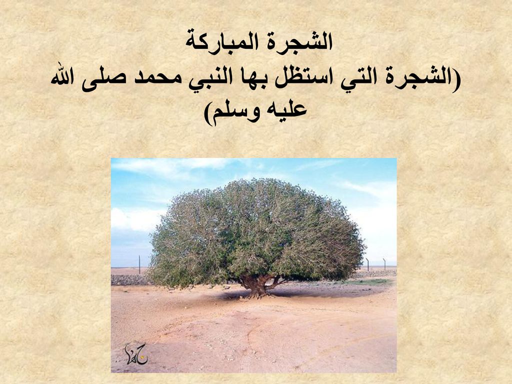 الشجرة المباركة (الشجرة التي استظل بها النبي محمد صلى الله عليه وسلم)