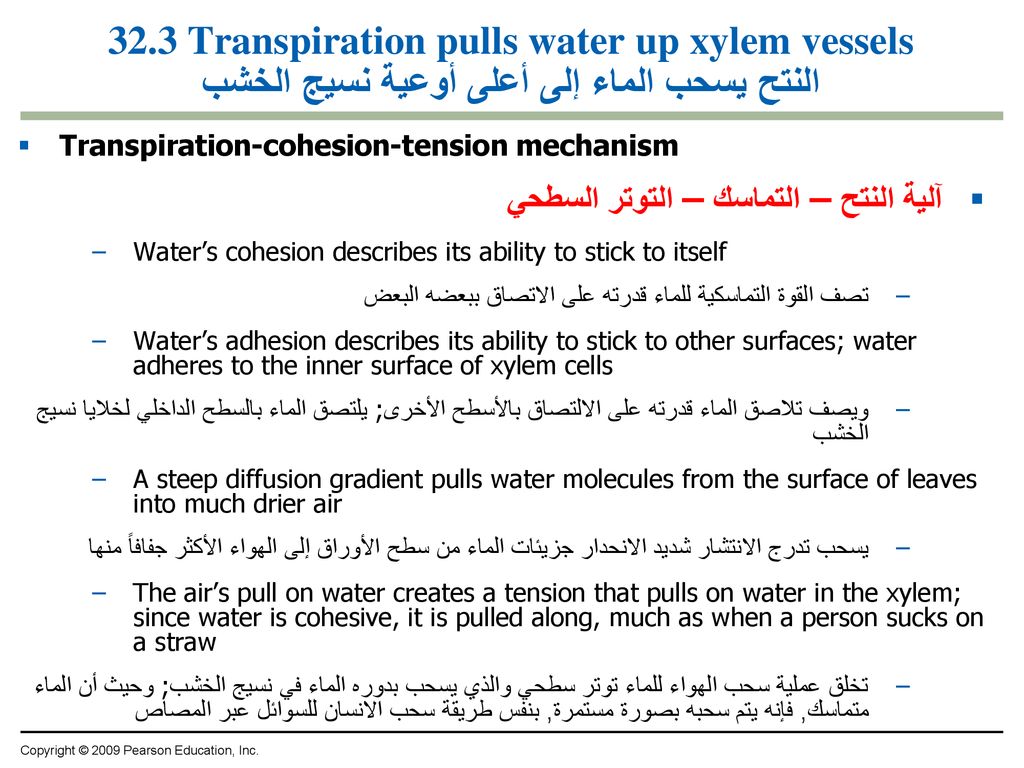 32.3 Transpiration pulls water up xylem vessels النتح يسحب الماء إلى أعلى أوعية نسيج الخشب