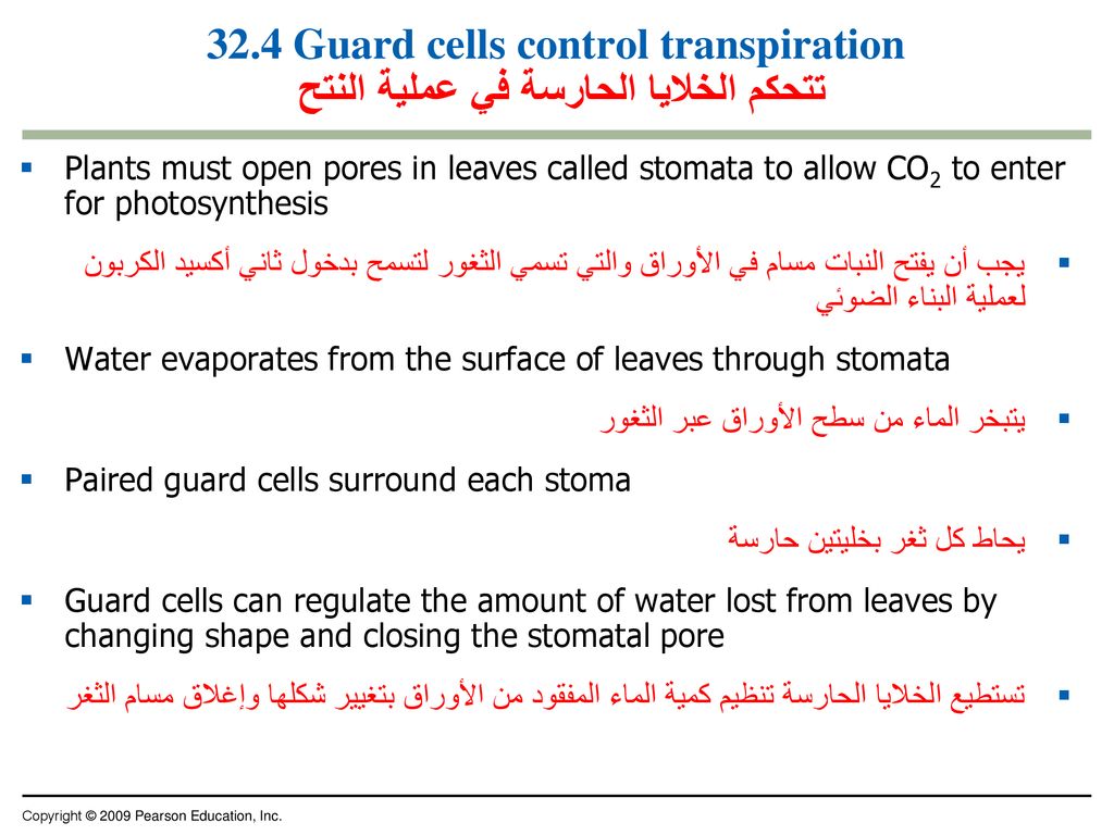 32.4 Guard cells control transpiration تتحكم الخلايا الحارسة في عملية النتح