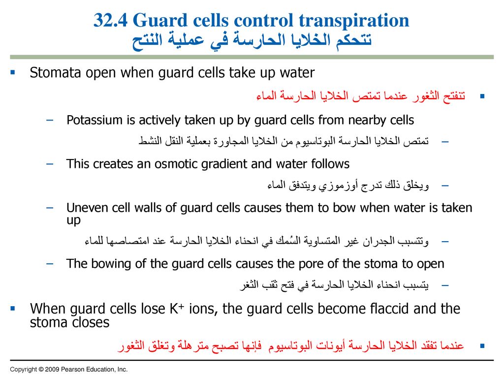 32.4 Guard cells control transpiration تتحكم الخلايا الحارسة في عملية النتح