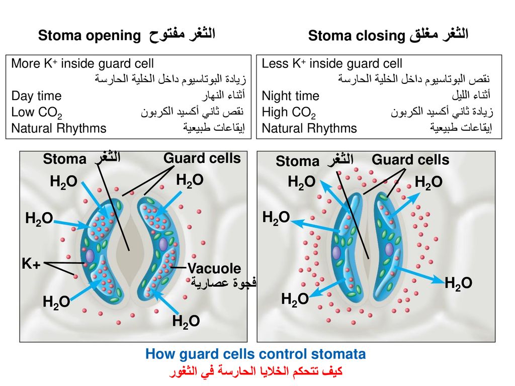 How guard cells control stomata كيف تتحكم الخلايا الحارسة في الثغور