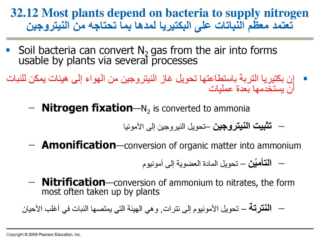 32.12 Most plants depend on bacteria to supply nitrogen تعتمد معظم النباتات على البكتيريا لمدها بما تحتاجه من النيتروجين