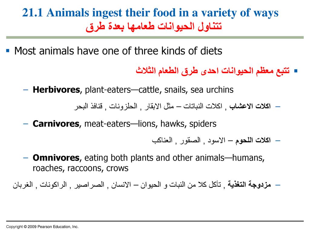 21.1 Animals ingest their food in a variety of ways تتناول الحيوانات طعامها بعدة طرق