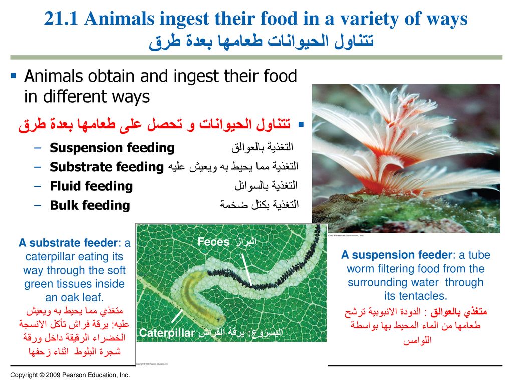 21.1 Animals ingest their food in a variety of ways تتناول الحيوانات طعامها بعدة طرق